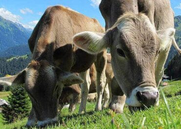 Agriculture Products